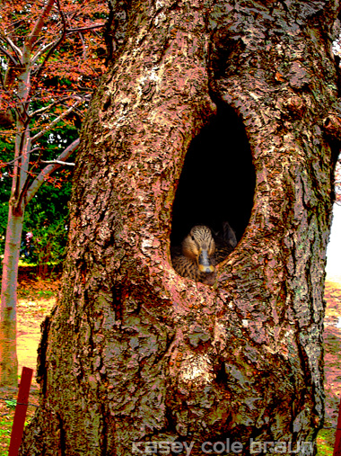 duck in a tree