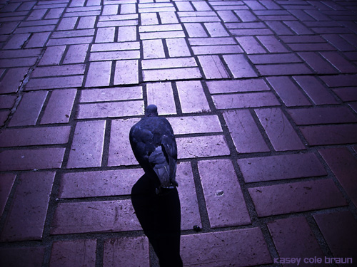 pigeon