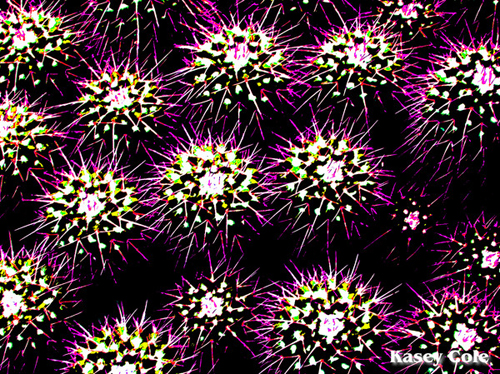 cactus image one