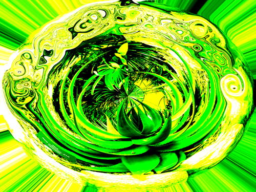 cactus image three
