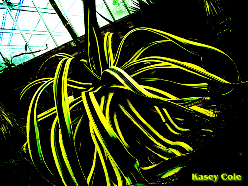 cactus image four