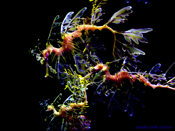 sea dragons