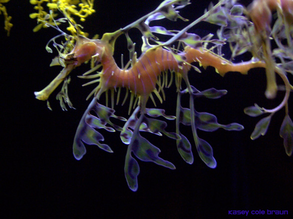 sea dragons